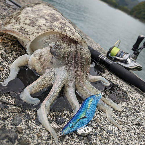 モンゴウイカの釣果