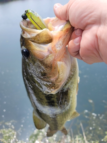 ブラックバスの釣果