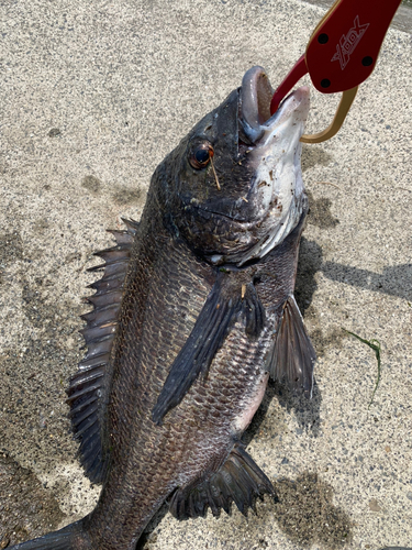 チヌの釣果