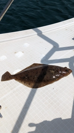 ムシガレイの釣果