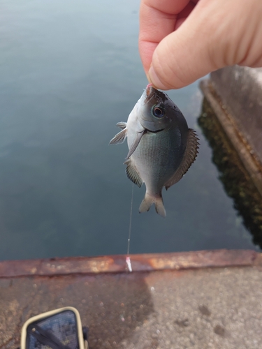 メジナの釣果