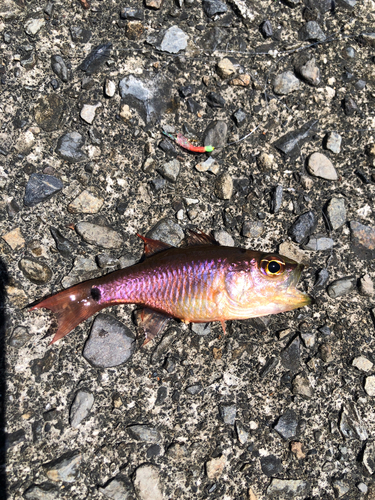 ネンブツダイの釣果