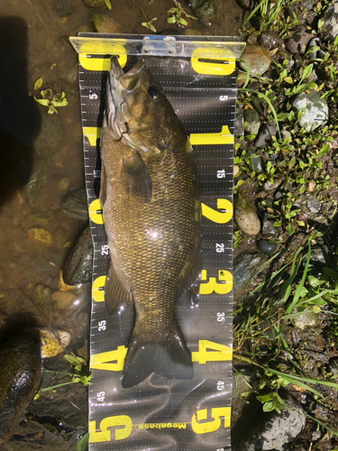 スモールマウスバスの釣果