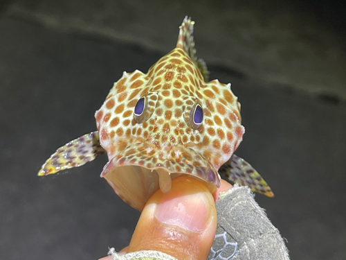 カンモンハタの釣果