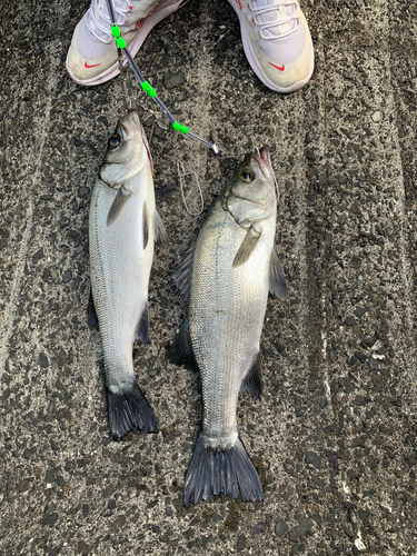 シーバスの釣果