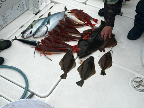 ホウボウの釣果