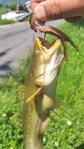 ナマズの釣果