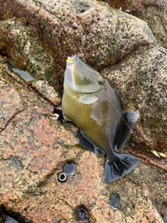 ミノカサゴの釣果