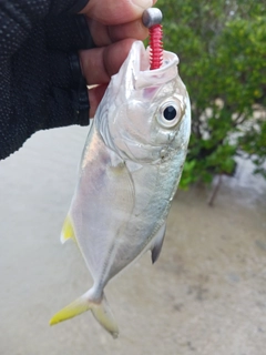 メッキの釣果