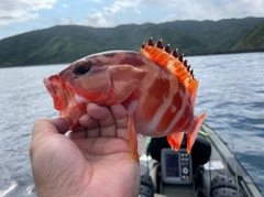 アカハタの釣果