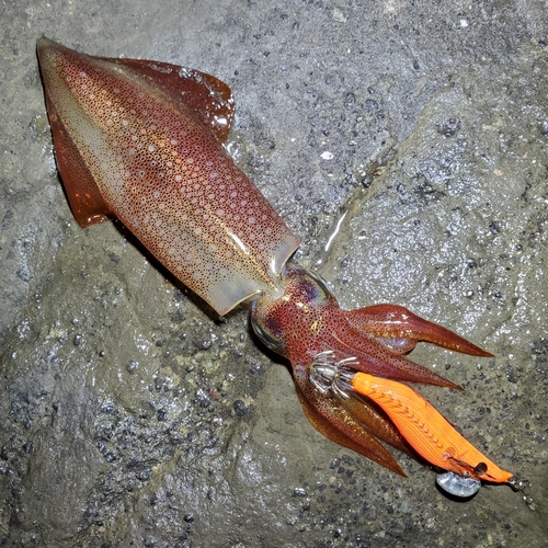 ケンサキイカの釣果