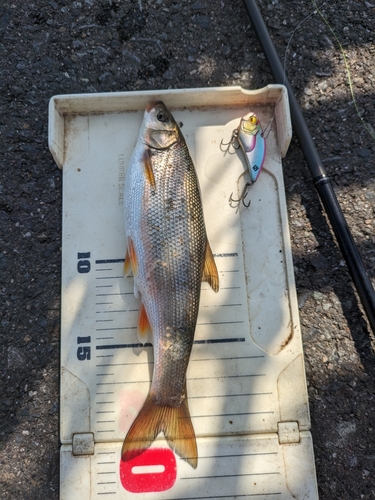 ウグイの釣果