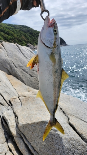 ハマチの釣果