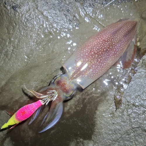 ケンサキイカの釣果