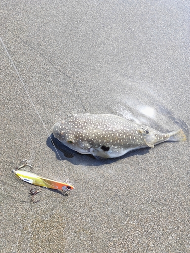 クサフグの釣果