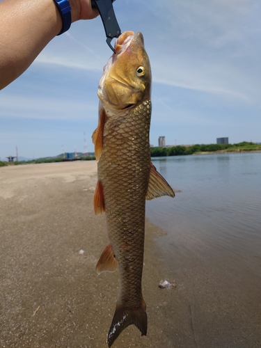 ニゴイの釣果