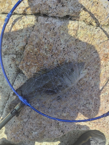 コブダイの釣果