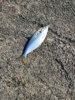 コノシロの釣果