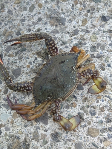 ワタリガニの釣果