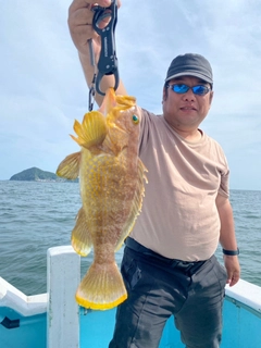 アオハタの釣果