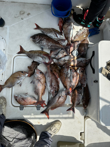 タイの釣果