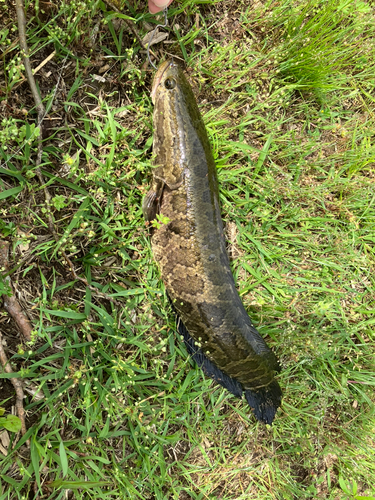 ライギョの釣果