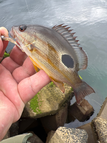 オビブダイの釣果