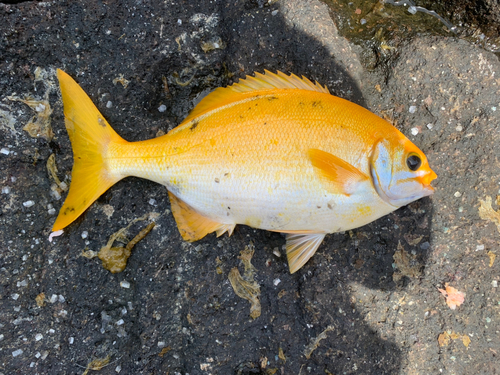 メジナの釣果