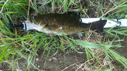 スモールマウスバスの釣果