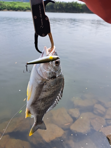 キビレの釣果