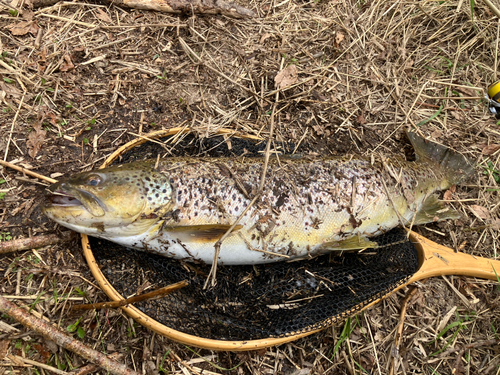 ブラウントラウトの釣果