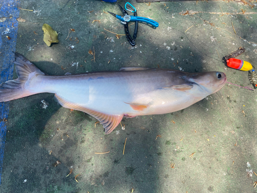 ナマズの釣果