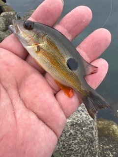 ニセクロホシフエダイの釣果