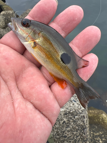 ニセクロホシフエダイの釣果