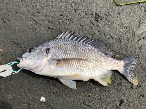 キビレの釣果