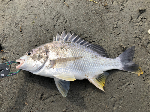 キビレの釣果