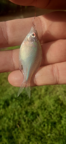 タイリクバラタナゴの釣果