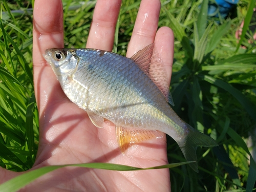 タナゴの釣果