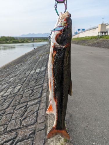 マルタウグイの釣果