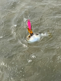 フグの釣果