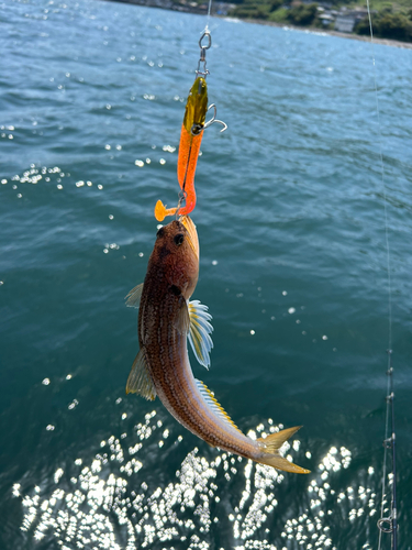 エソの釣果