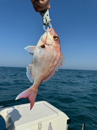 マダイの釣果