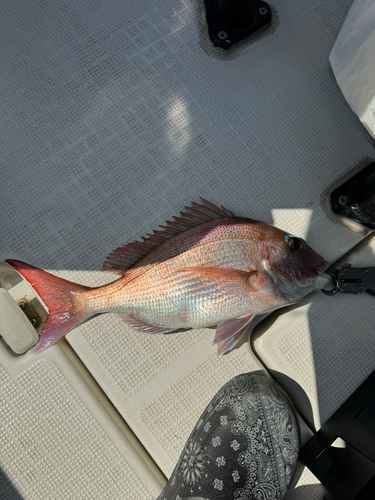 マダイの釣果