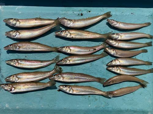 キスの釣果