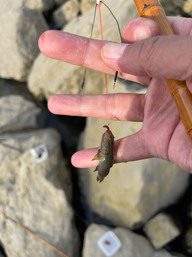 シモフリシマハゼの釣果