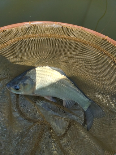 マブナの釣果