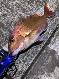 マダイの釣果