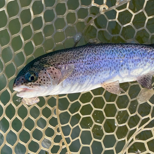 ニジマスの釣果