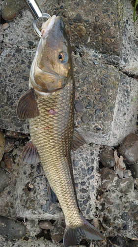 ニゴイの釣果