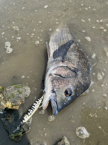 チヌの釣果